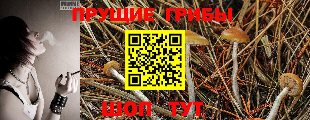 Галлюциногенные грибы Psilocybe  Вход с VPN  где купить наркоту  Псилоцибиновые грибы Psilocybe  Ярцево 